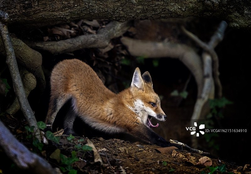 晨间拉伸图片素材