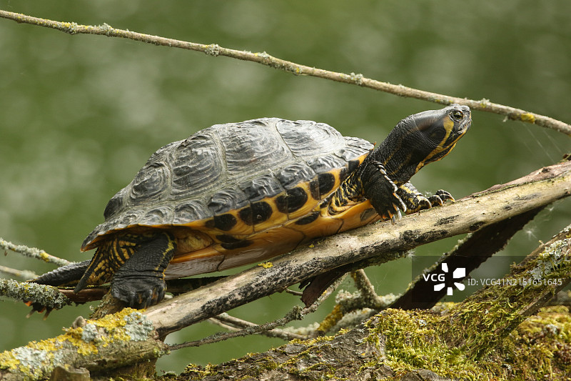 在湖中树干上休息的龟图片素材