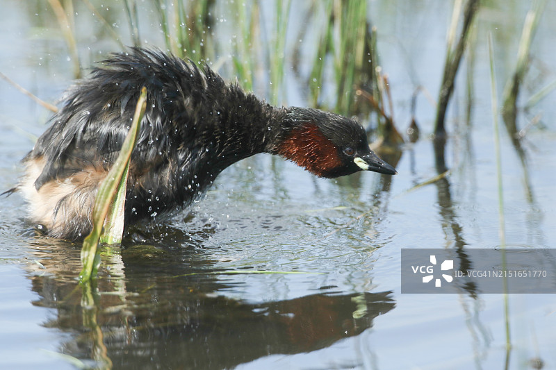 小鸊鷉在河里游泳觅食时抖动羽毛图片素材