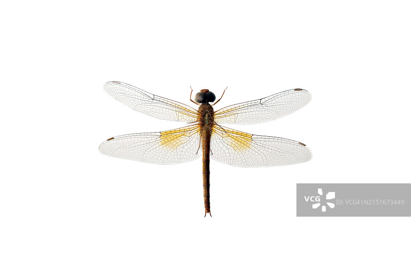 白色背景上的蜻蜓图片素材