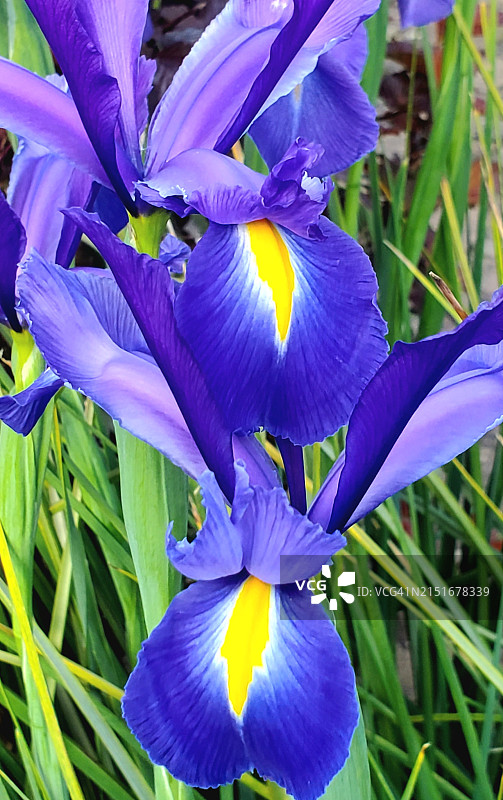 盛开的蓝色荷兰鸢尾花图片素材
