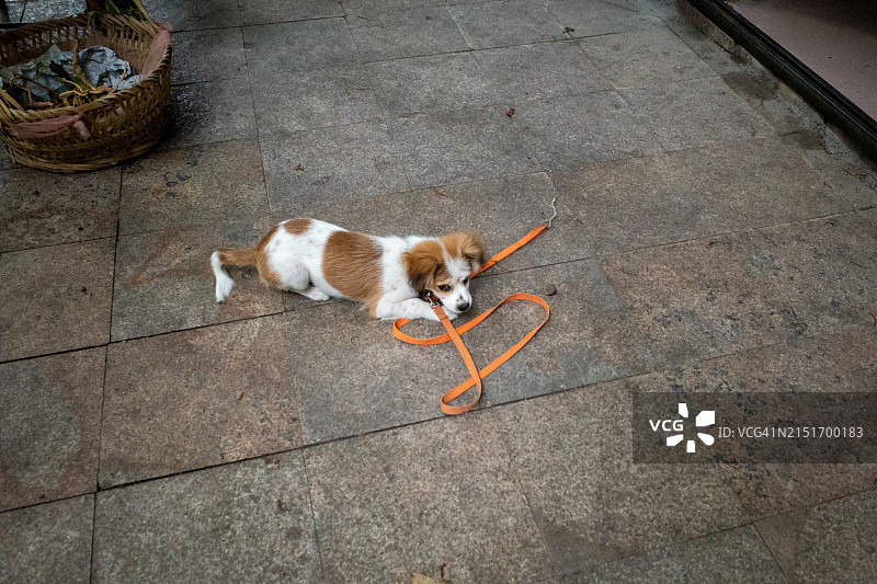 系着牵引绳的可卡犬卧在人行道上图片素材
