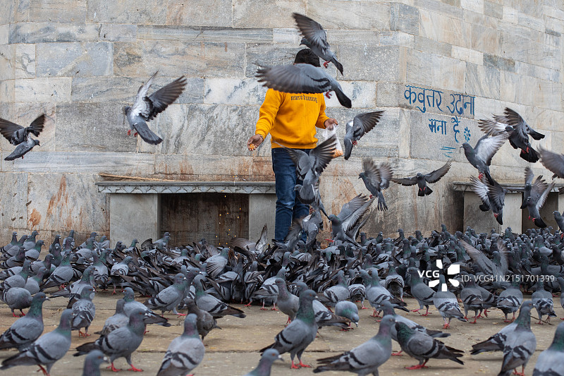 喂食鸽子，拉贾斯坦邦，印度图片素材