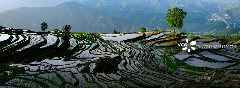 春天的梯田图片素材