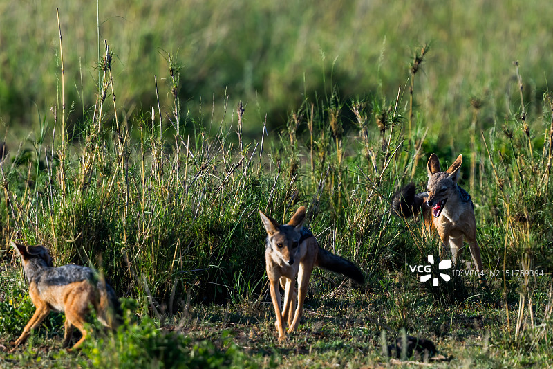 荒野中的黑背胡狼图片素材