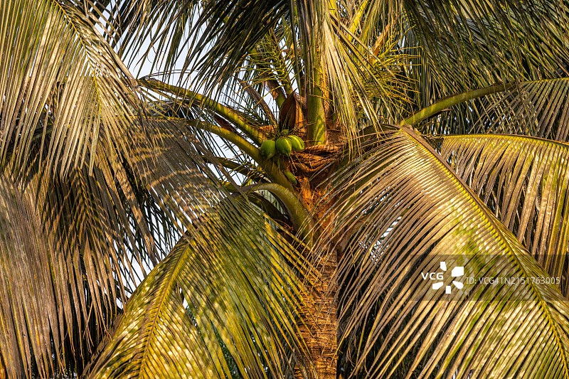 与自然亲密接触：库尔纳椰子树细节，孟加拉国图片素材