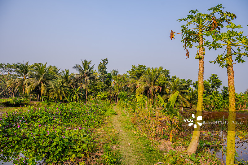 孟加拉国库尔纳的翠绿热带小路：茂盛的植被和凤眼莲图片素材