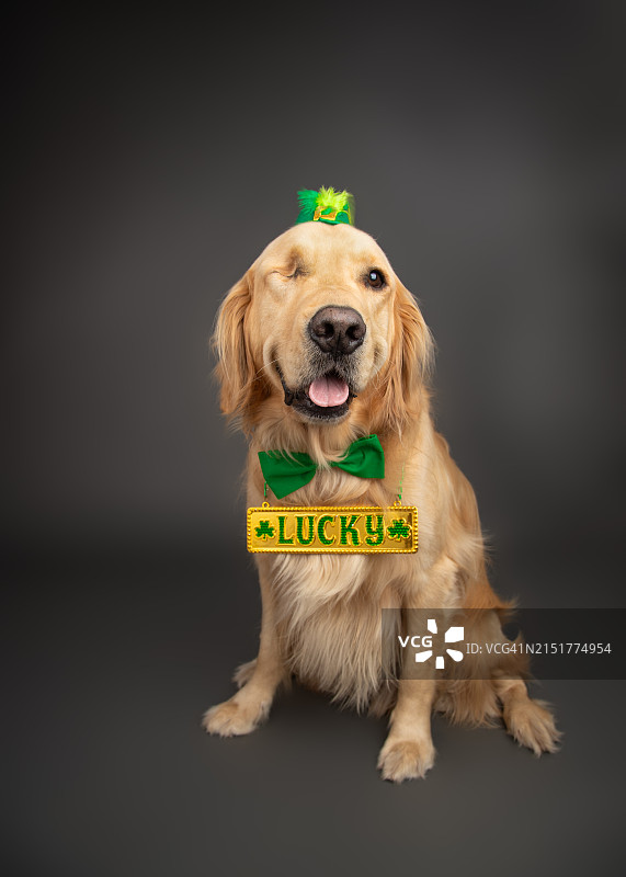 戴着幸运符号、领结、帽子和圣帕特里克节服装的独眼金毛猎犬图片素材