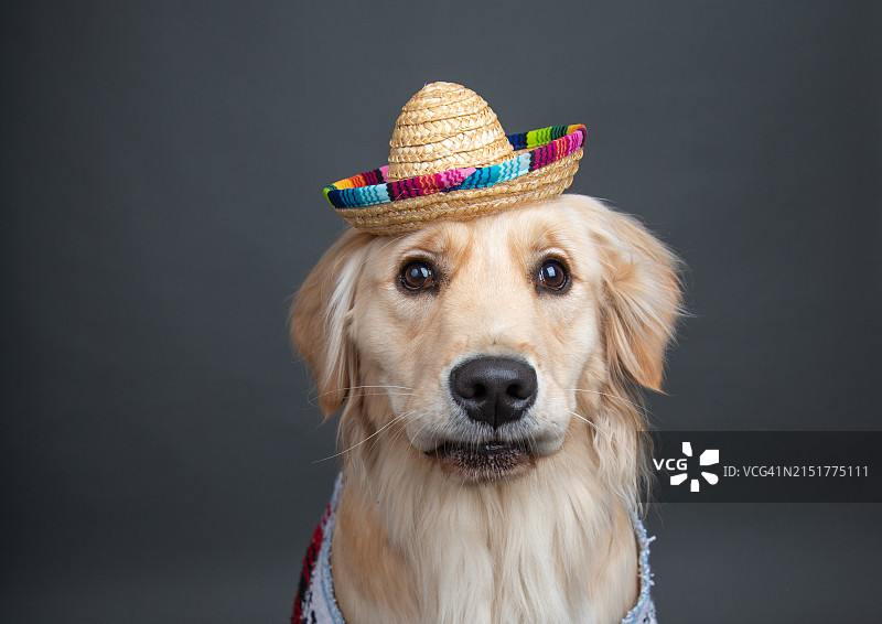金毛寻回犬戴着墨西哥毯子和阔边帽图片素材