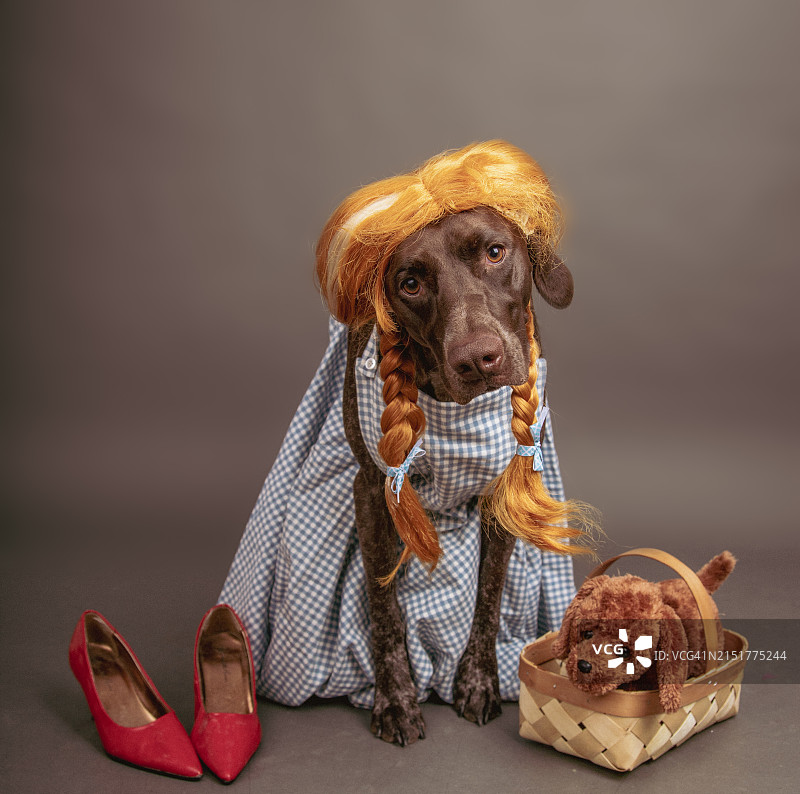 打扮成绿野仙踪桃乐丝服装的肝罗恩德国短毛指示犬图片素材