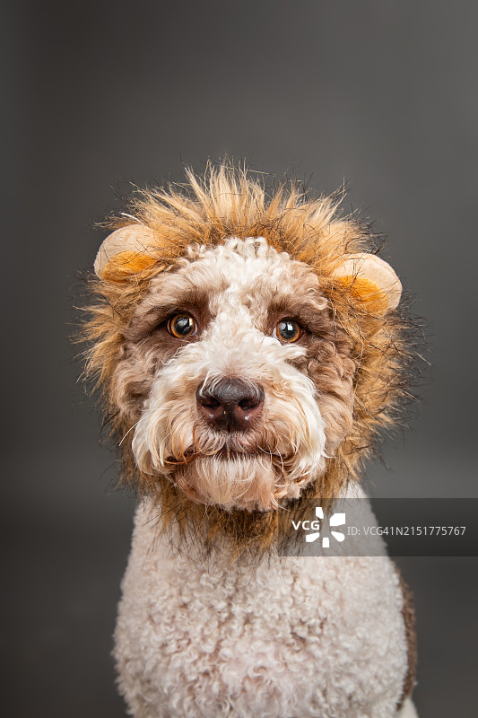 戴着狮子头套的伯恩山犬特写图片素材