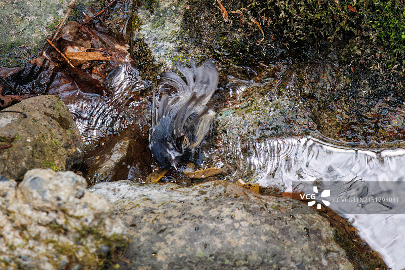 可爱的山雀(林奈后的山雀，山雀科)在山溪中沐浴。图片素材