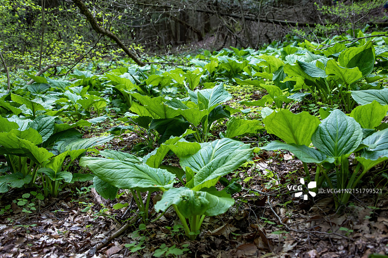 林地里的臭菘图片素材