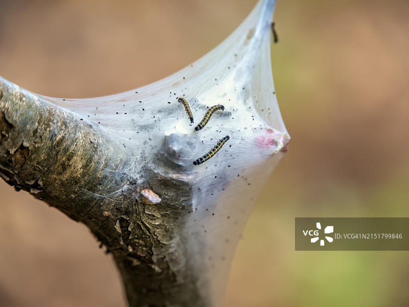 东方帐篷毛虫蛾图片素材