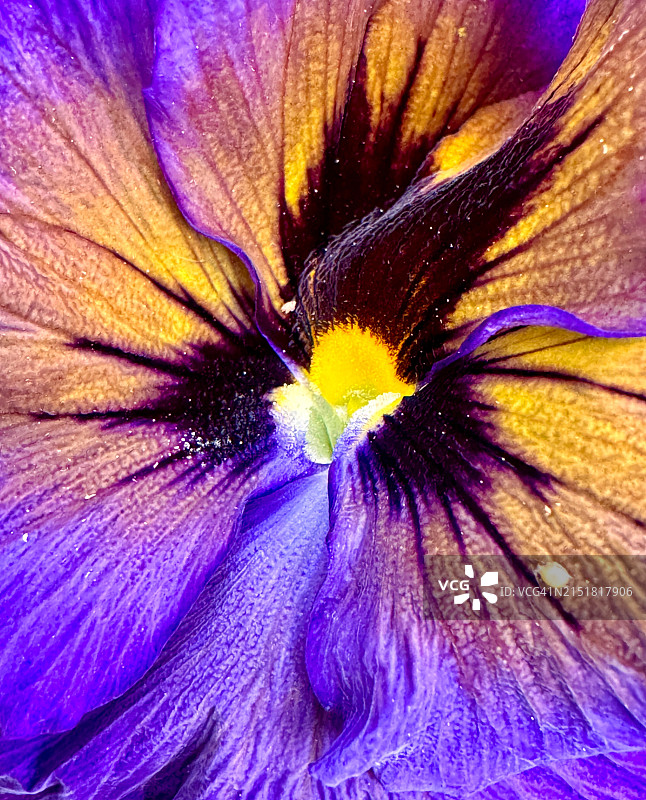 紫罗兰色的图片素材