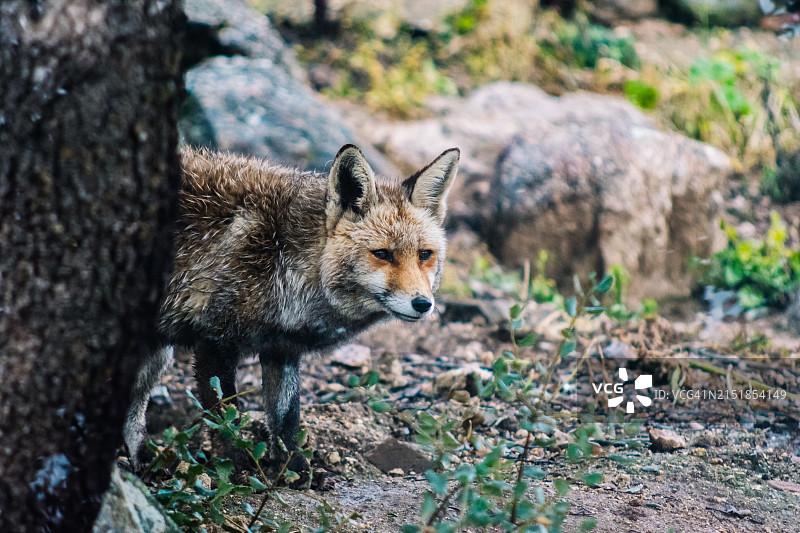 动物园中的伊比利亚狐狸肖像图片素材