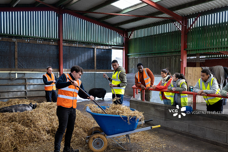 清理猪圈图片素材