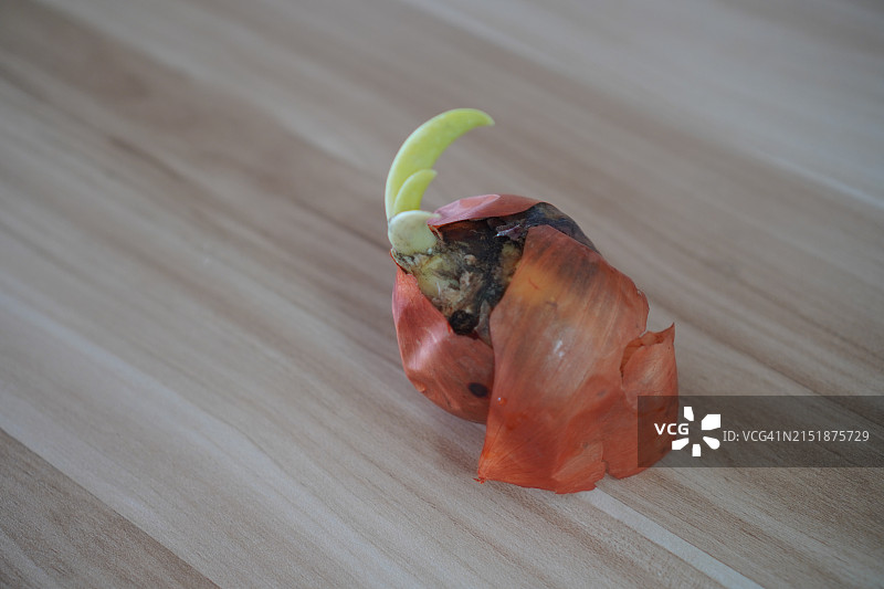 洋葱根生长图片素材