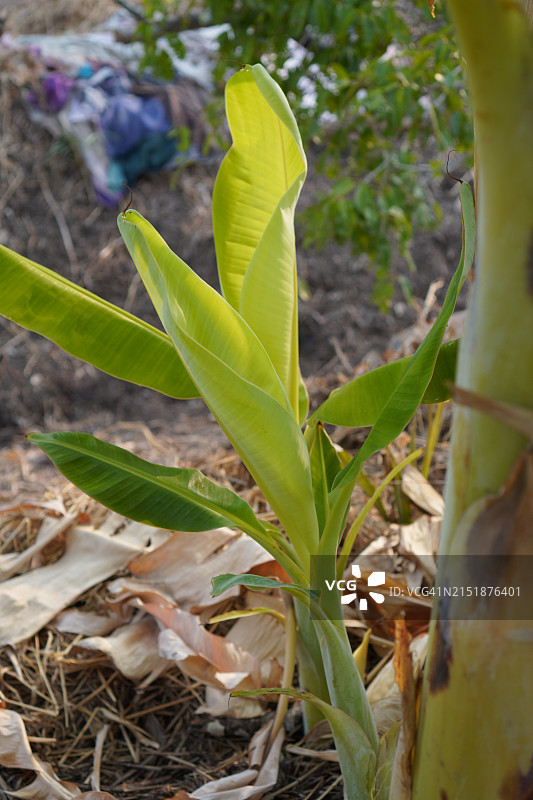 Pisang Awak香蕉树上的花和果实图片素材