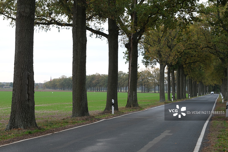 林荫小路图片素材