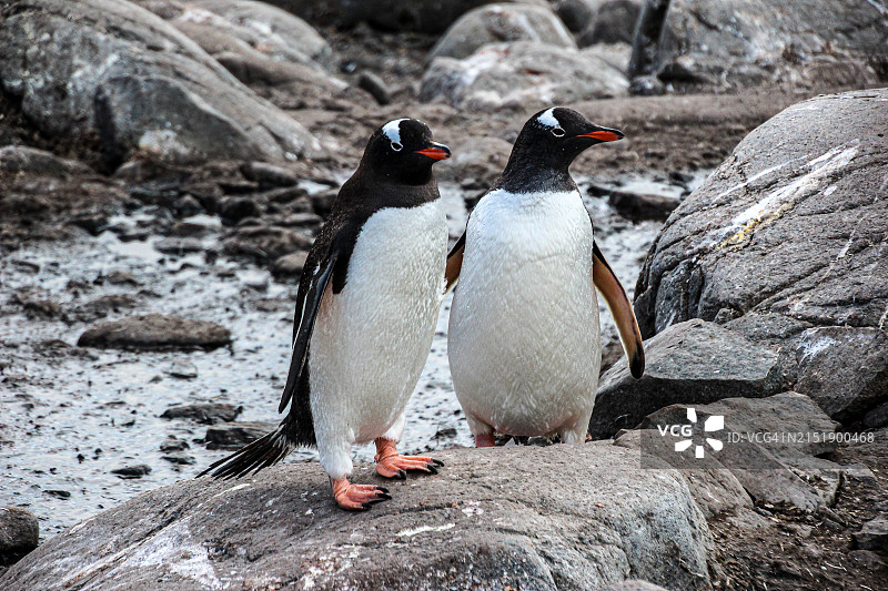 南极洲，洛克罗伊港，帕默群岛岩石上的企鹅图片素材