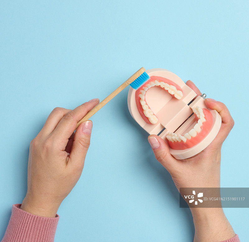 女人手持人类下颌塑料模型和木制牙刷图片素材