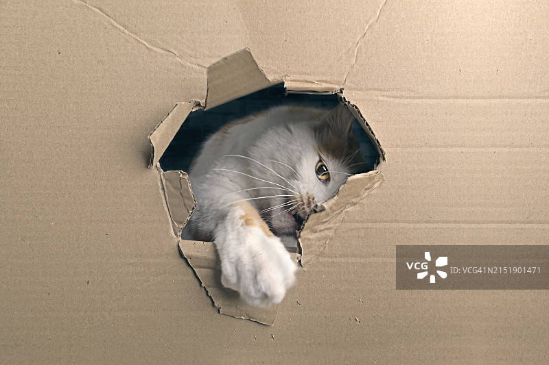 好奇的虎斑猫从纸板箱的洞里往外看图片素材