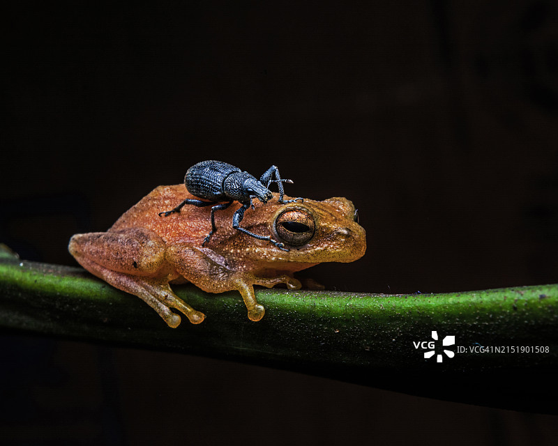 背上有一只昆虫的青蛙在树枝上的特写图片素材