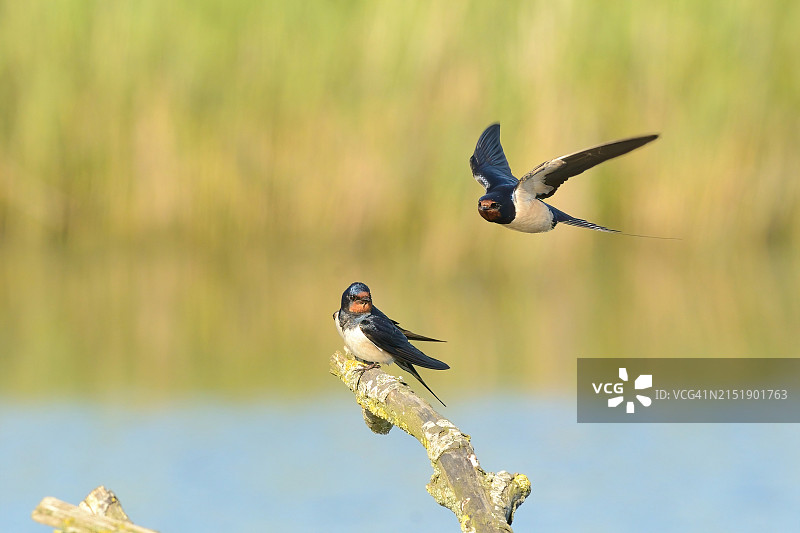 飞行中的家燕图片素材