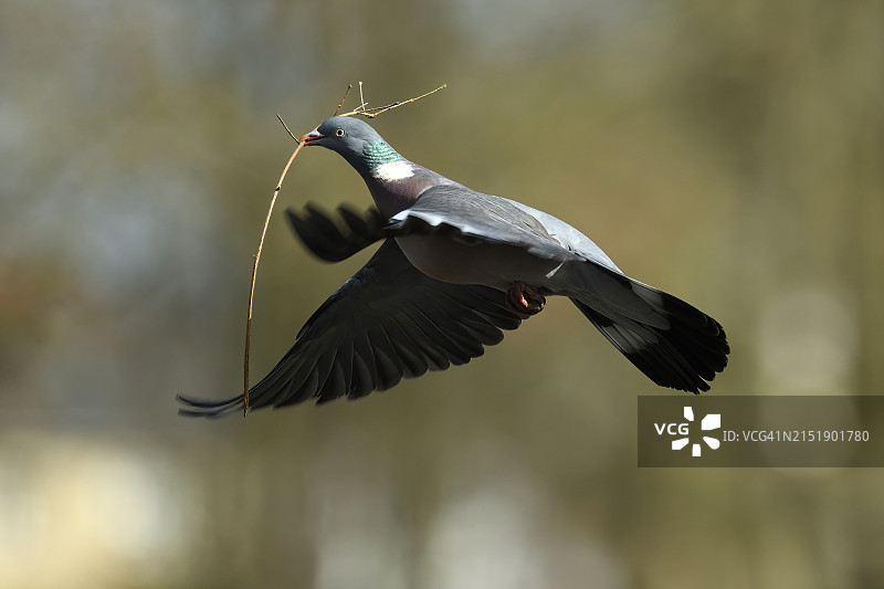 鸽子飞过田野图片素材