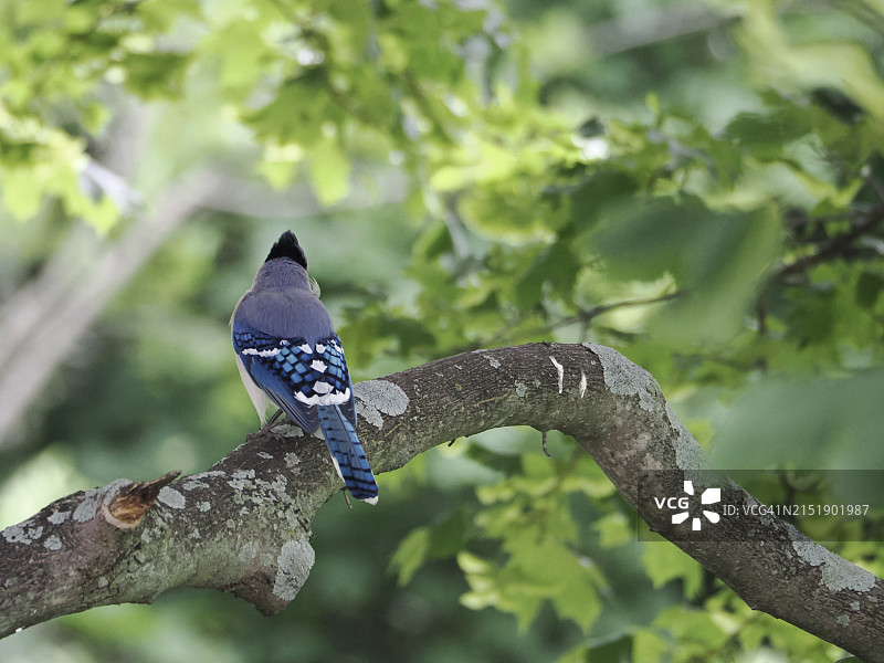美国马萨诸塞州布鲁克莱恩的蓝鸟图片素材