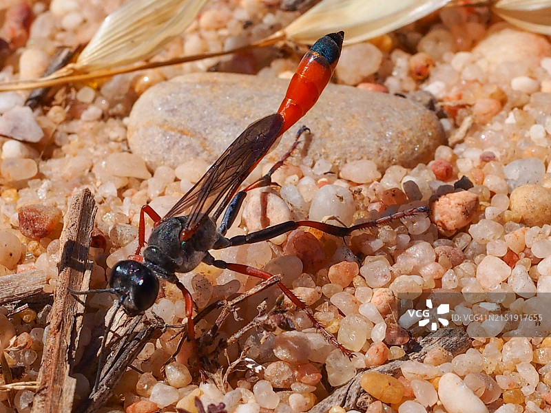 细腰沙 wasp图片素材