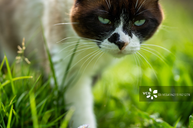 花园里棕色猫的特写图片素材