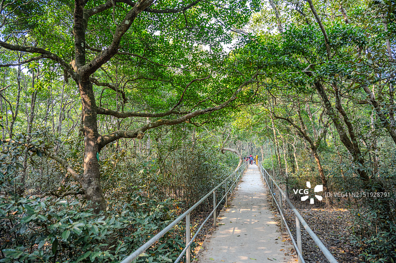 游客漫步孟加拉国孙德尔本斯红树林步道图片素材