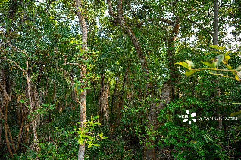 孟加拉国达科佩孙德尔本斯翠绿植被与红树林多样性图片素材