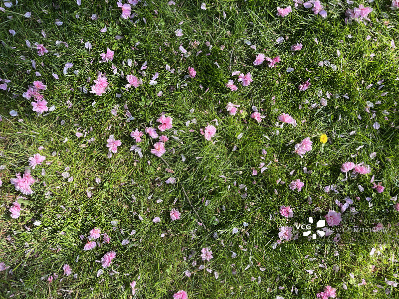 散落在草坪上的粉色樱花图片素材