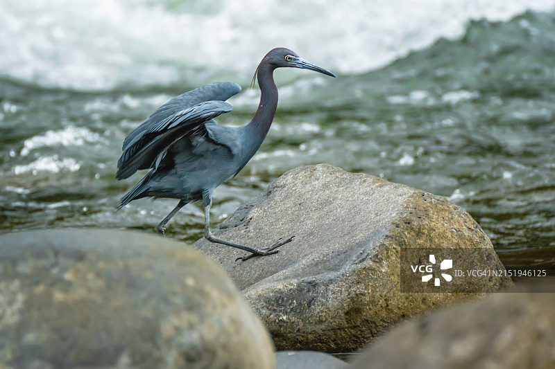 苍鹭（Egretta caerulea）在萨拉皮基河岸边的岩石上图片素材
