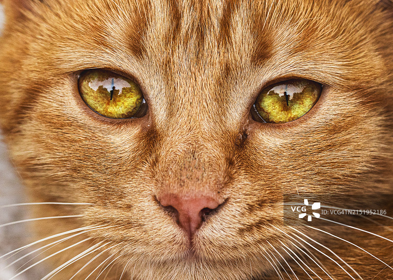 流浪红猫特写肖像图片素材