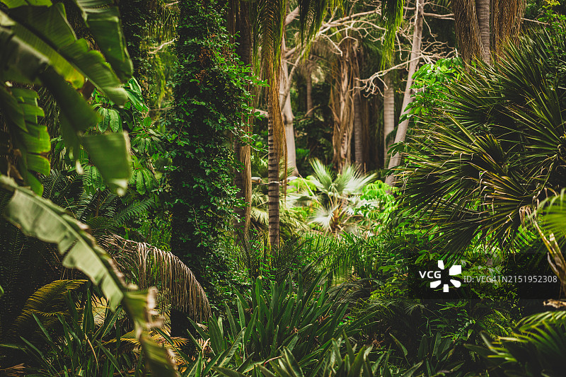 热带雨林图片素材