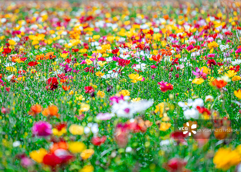 鲜花花田，全画幅图片素材