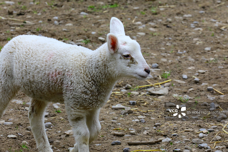 用于小牛肉生产的绵羊图片素材