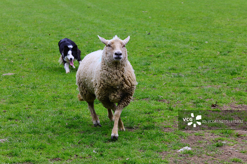 边境牧羊犬追赶逃跑的羊图片素材