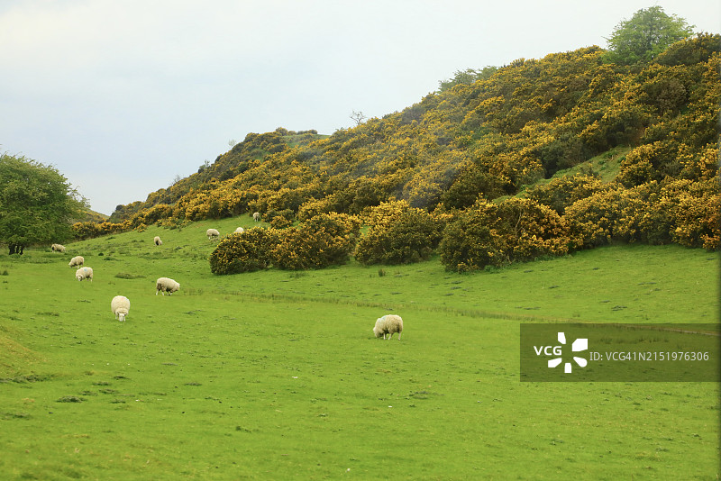 有绵羊的草地景观图片素材