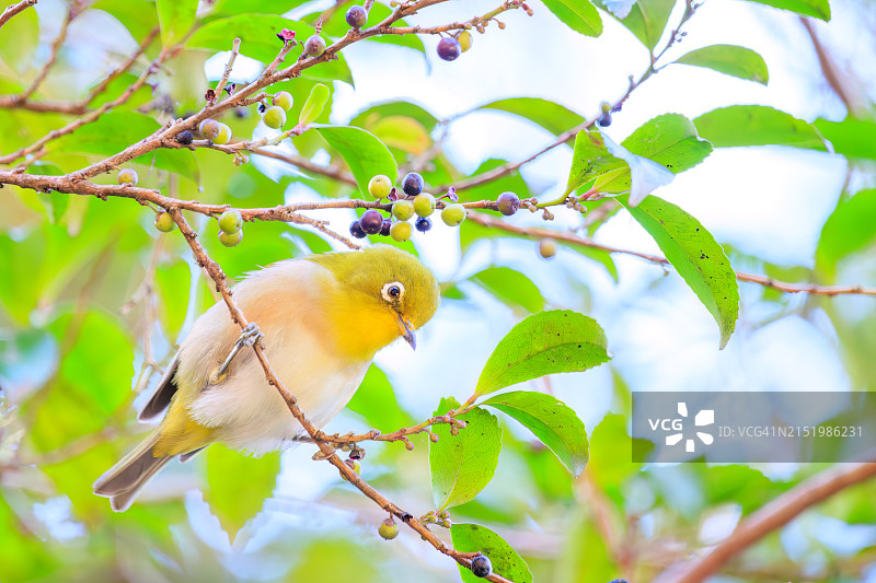 寺庙里吃坚果的可爱白眼鸟（Zosterops Japonica）图片素材