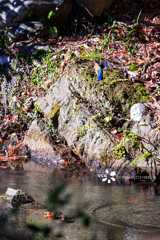 美丽的翠鸟（蜥蜴科）在柳井原池塘捕鱼图片素材