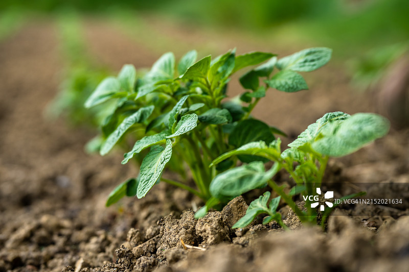 花园中幼小的马铃薯植株特写，低视角图片素材