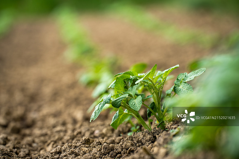 花园中幼小的马铃薯植株特写，低视角图片素材
