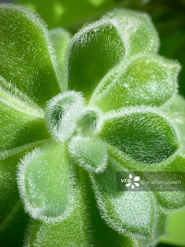 肉质植物图片素材