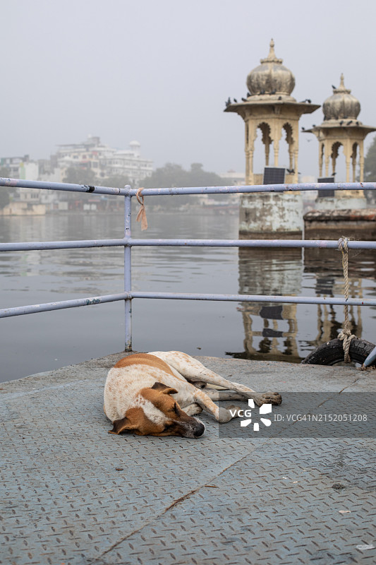 乌代布尔影像，拉贾斯坦邦的流浪狗图片素材