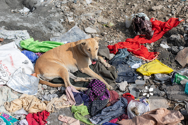 拉贾斯坦邦的流浪狗与回收物图片素材